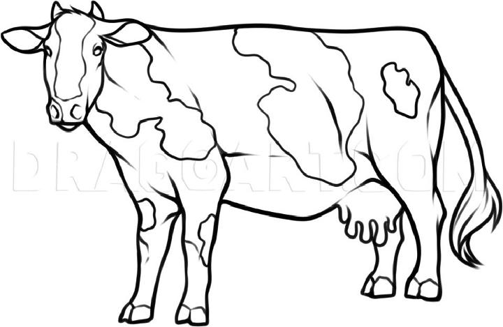 Drawing Of A Cow