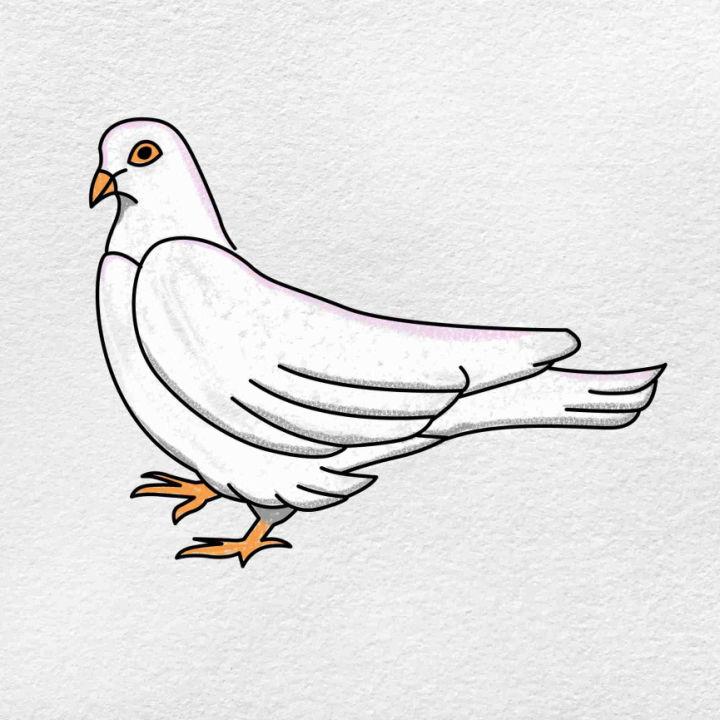 Drawing Of A White Dove