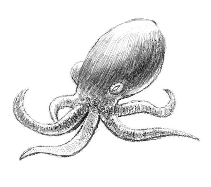 Drawing Of An Octopus