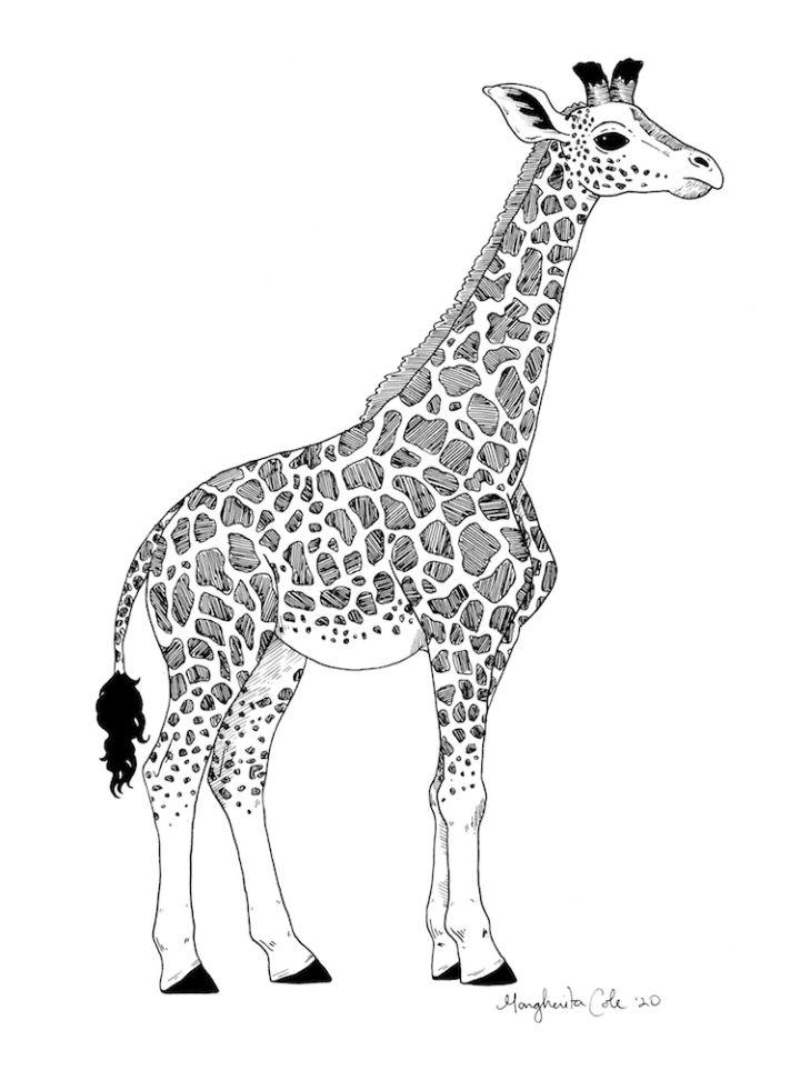 Drawing Of a Giraffe