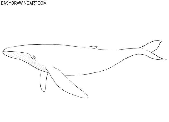 Drawing of a Whale