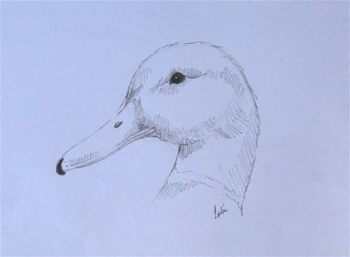 Duck Head Drawing