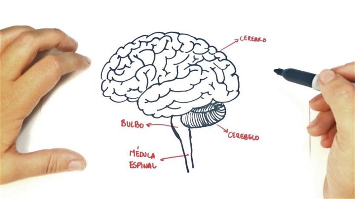 easy brain drawing