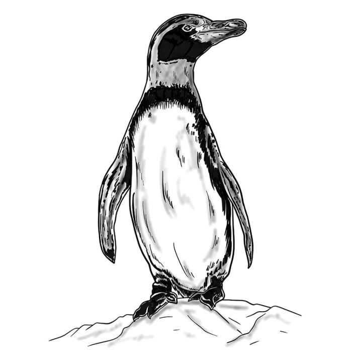 Easy Penguin Drawing Step by Step Instructions