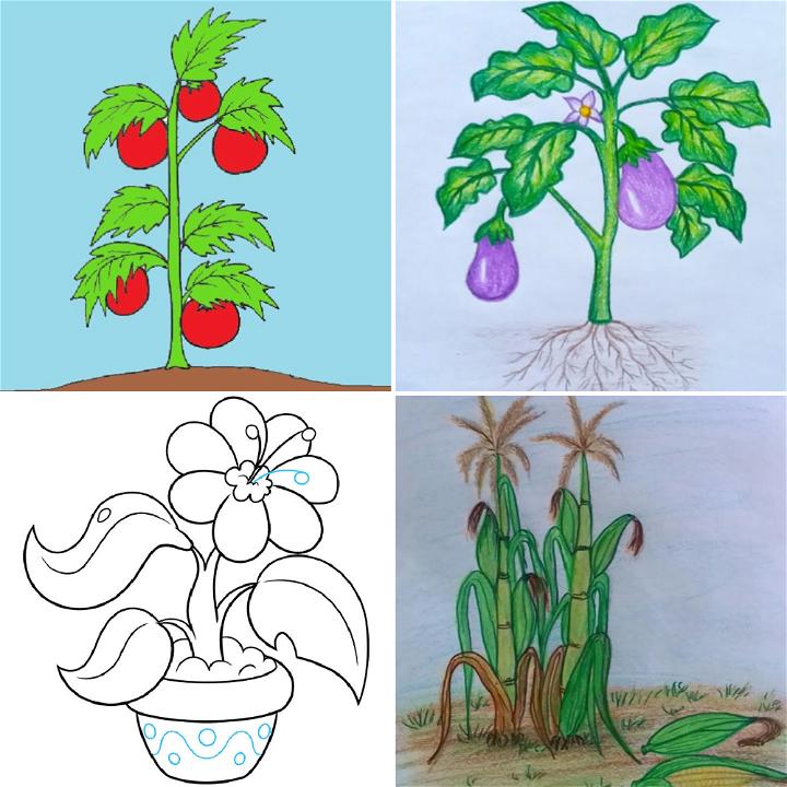 Drawing Plant PNG Transparent Images Free Download | Vector Files | Pngtree