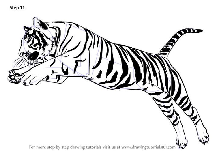 Easy Way Draw a Tiger Jumping