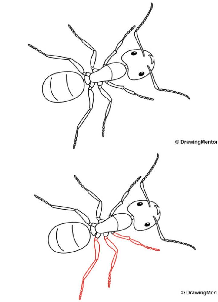 Easy Way to Draw a Ant