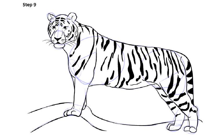How To Draw a Tiger easy with a pencil for beginners step by step
