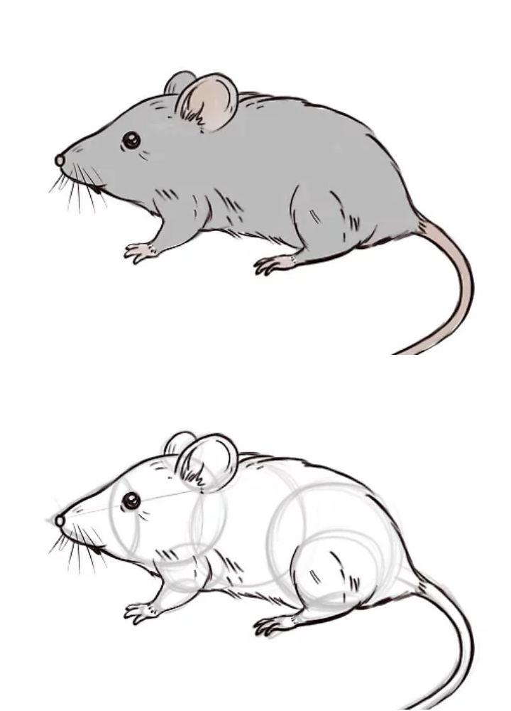 Easy to Draw Realistic Mouse