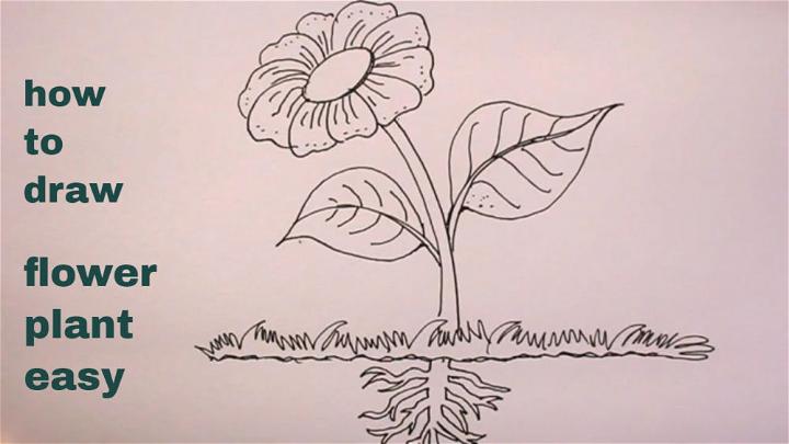 Flower Plant Drawing Step by Step Instructions