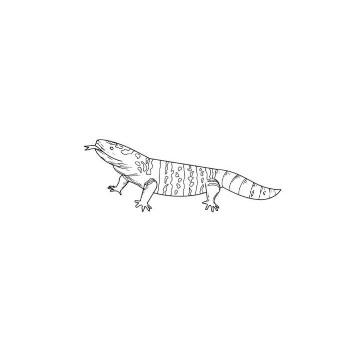 Gila Monster Drawing in Only 5 Steps