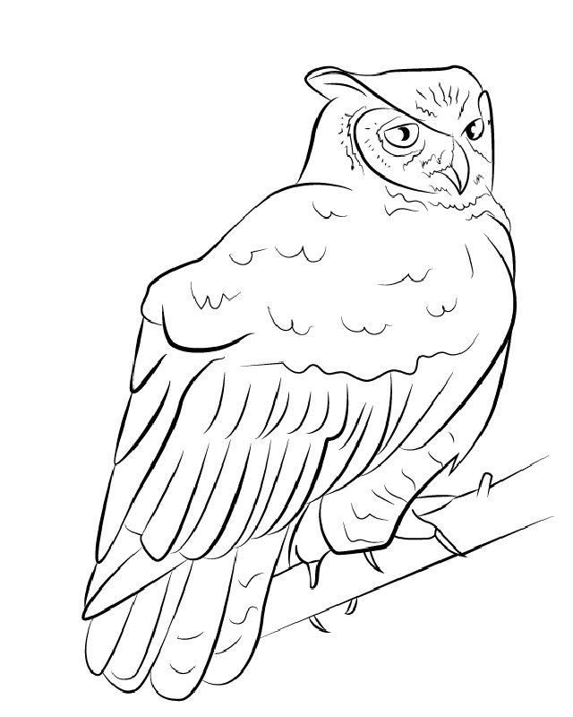 black owl drawing
