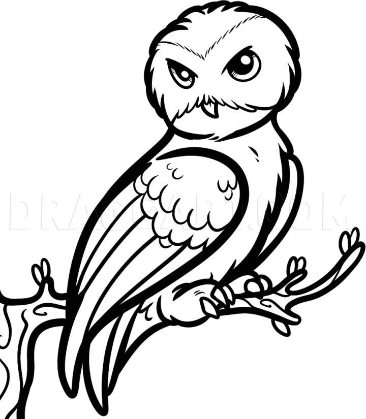 Hedwig Harry Potter Owl Drawing