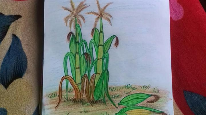 How to Draw Corn Plant with Corns