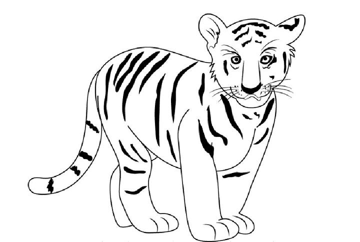 How to Draw Cute Tiger Cub