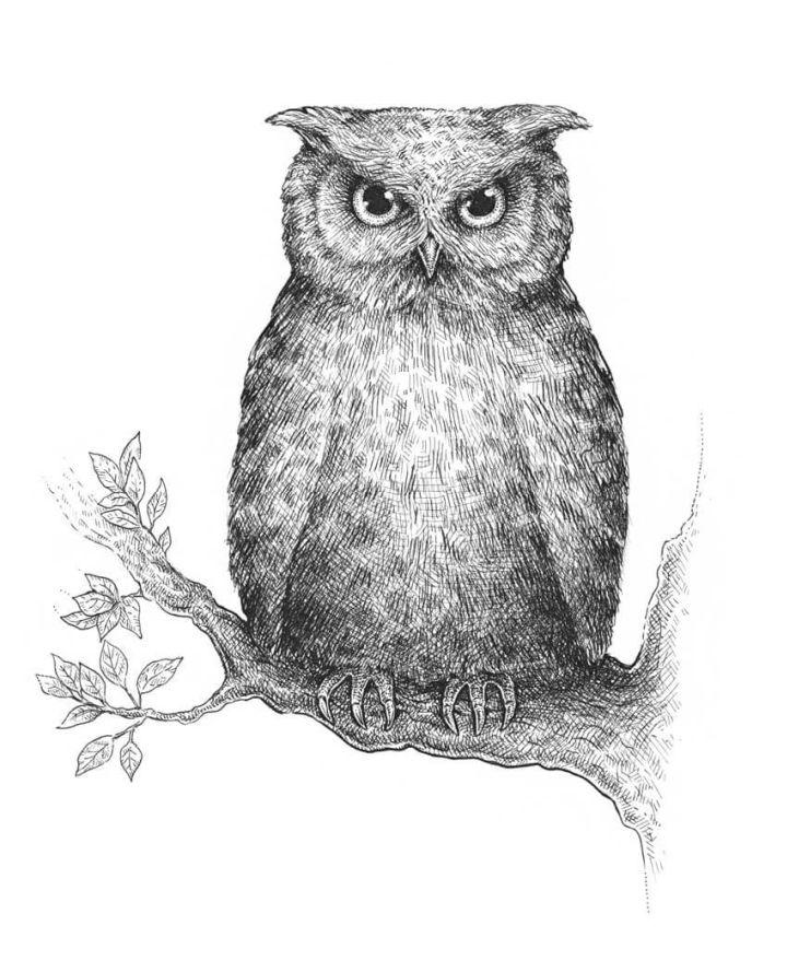 How to Draw Realistic Owl
