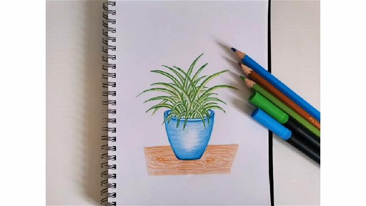 How to Draw Spider Plant in a Pot