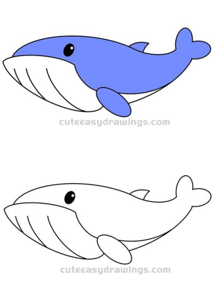 How to Draw a Baleen Whale