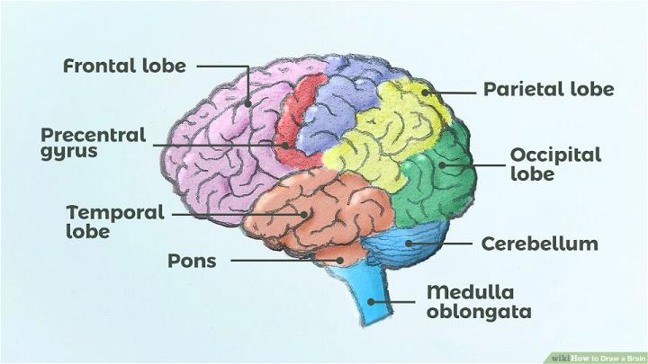 How to Draw a Brain Diagram