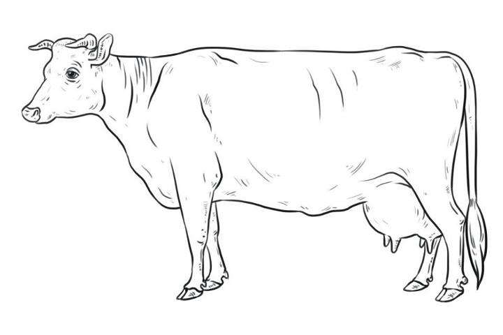 How to Draw a Cow Step by Step