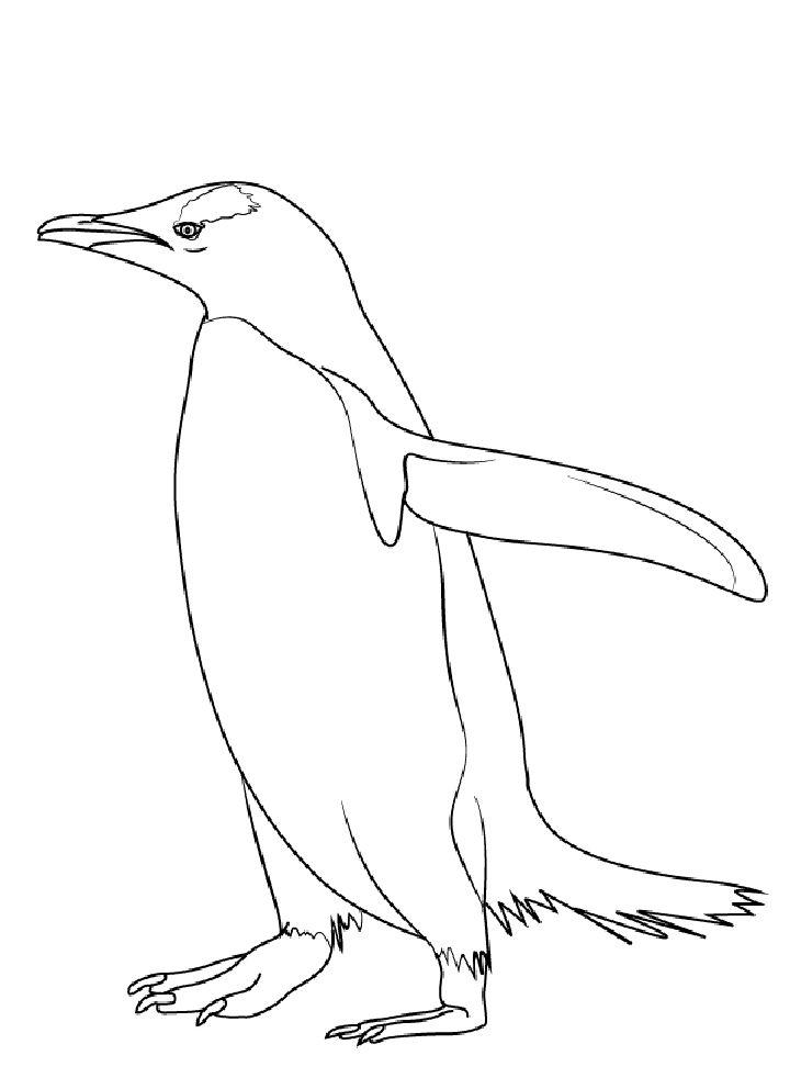 How to Draw a Gentoo Penguin