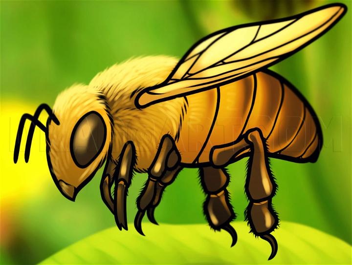 How to Draw a Honey Bee