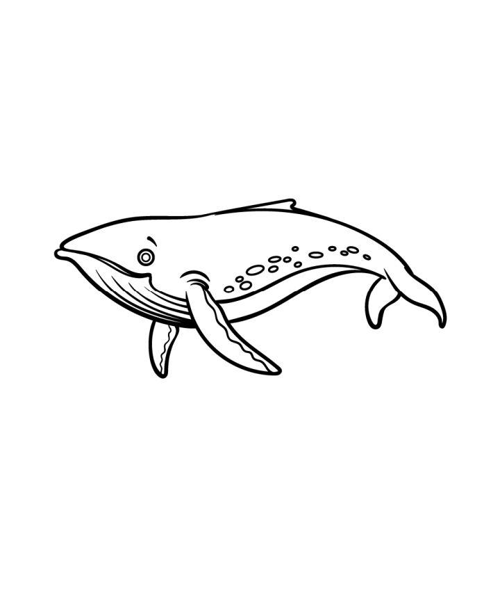 How to Draw a Humpback Whale