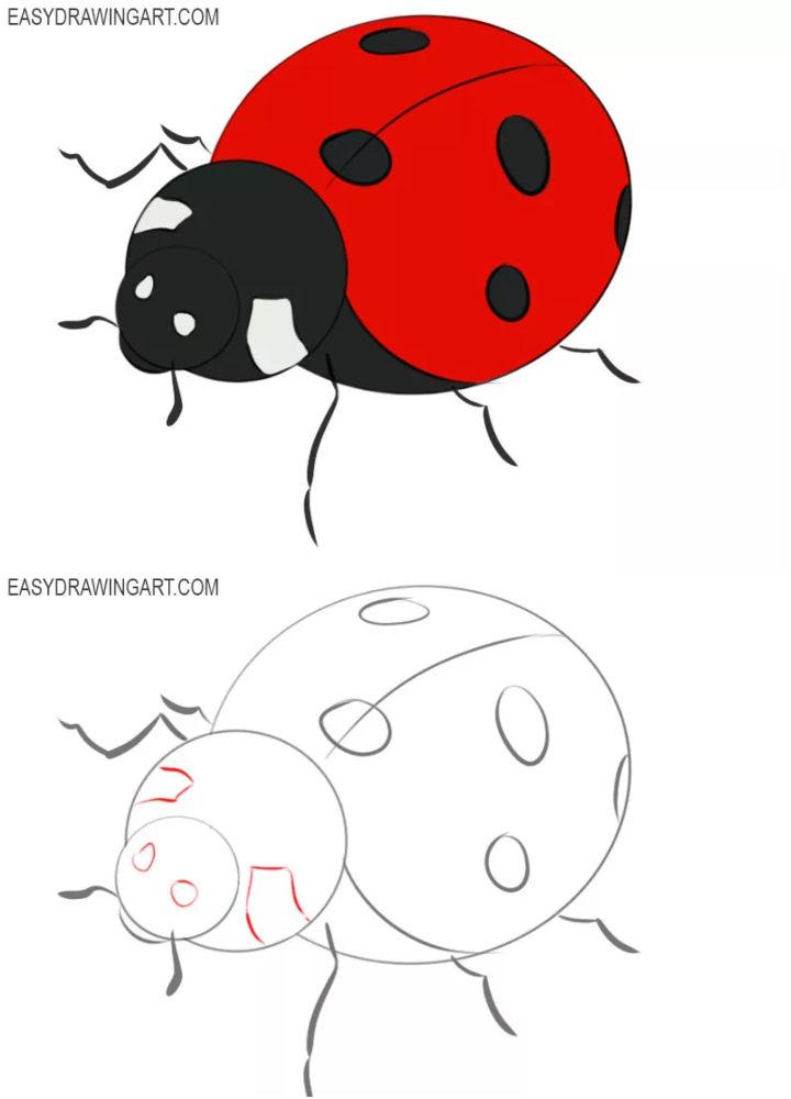 15 Easy Ladybug Drawing Ideas - How to Draw a Ladybug