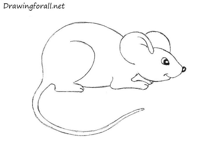 How to Draw a Mouse for Beginners