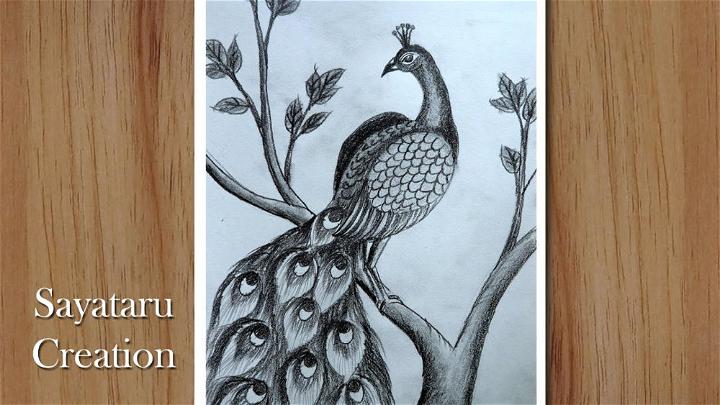 How to Draw a Peacock for Beginners
