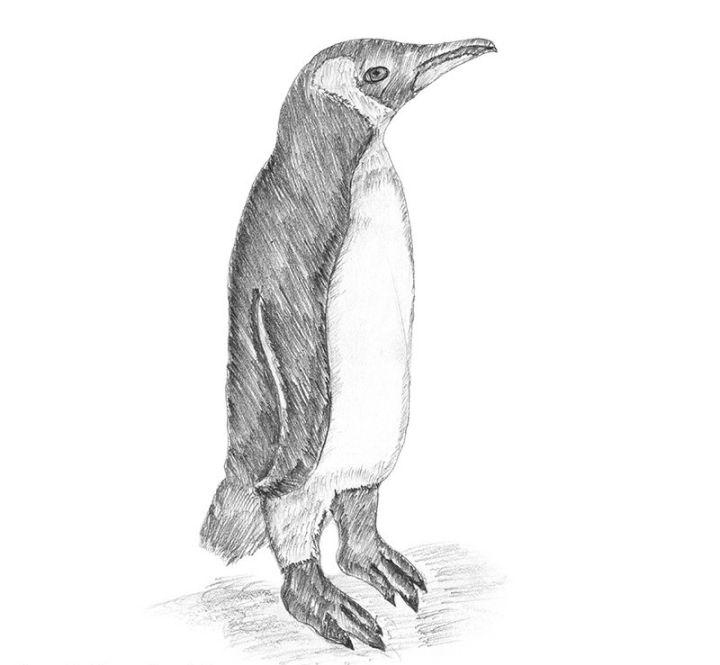 How to Draw a Penguin with Pencils