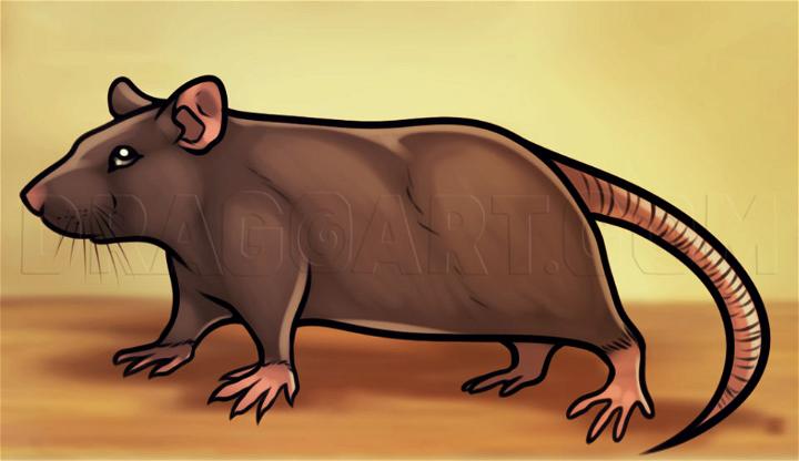 25 Easy Rat Drawing Ideas – How to Draw a Rat