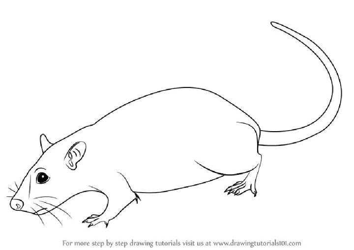 How to Draw a Rat