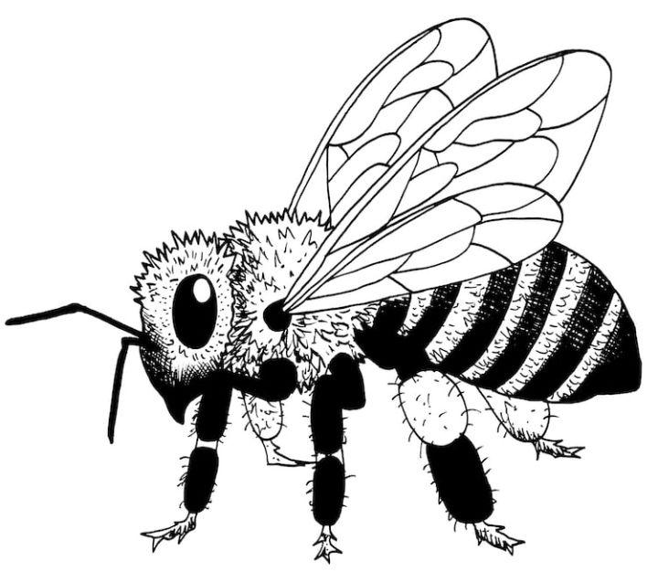 How to Draw a Realistic Bee