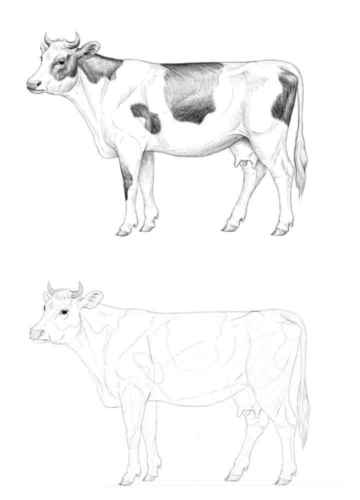 How to Draw a Realistic Cow