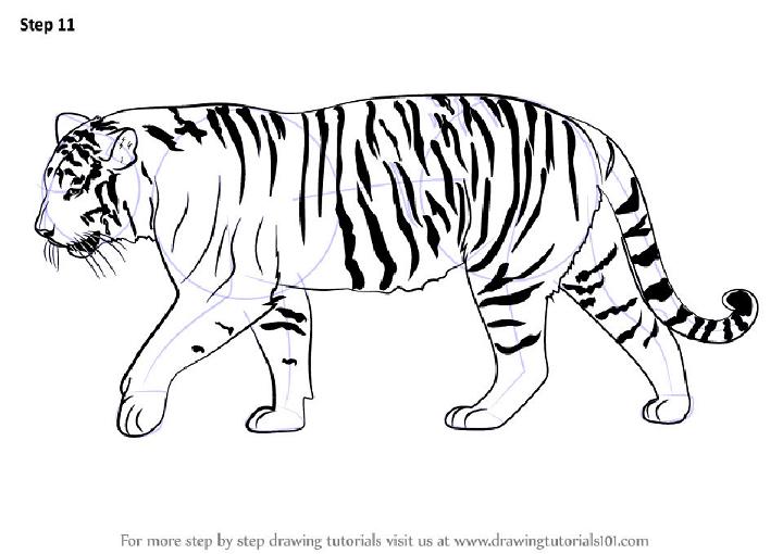 How to Draw a Siberian Tiger