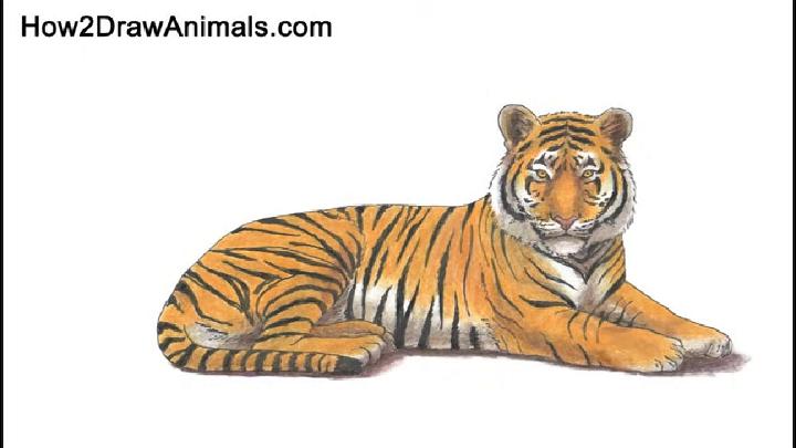 How to Draw a Tiger Laying Down