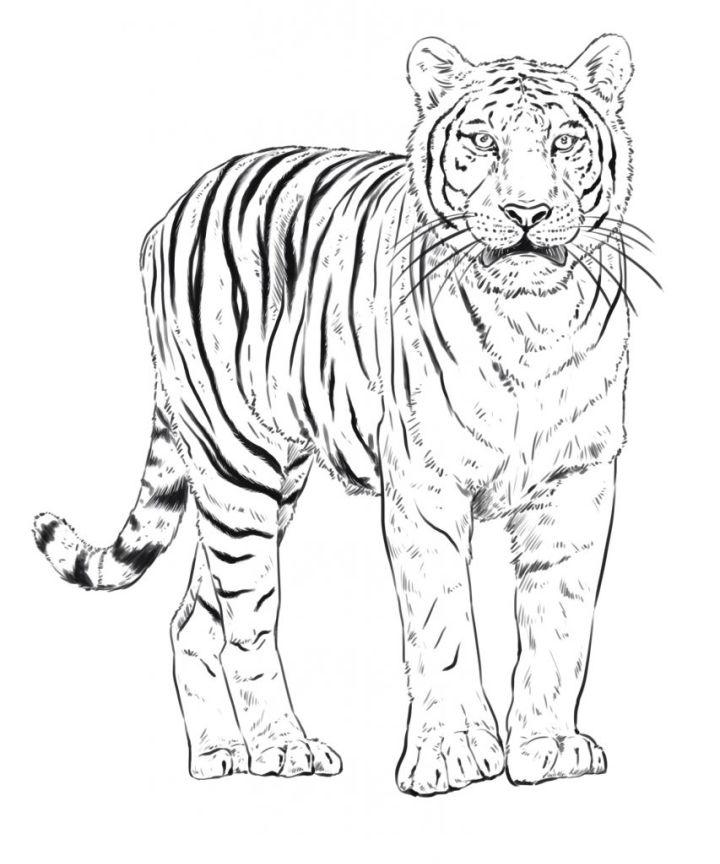 how to draw a tiger roaring