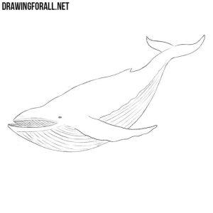 25 Easy Whale Drawing Ideas - How to Draw a Whale