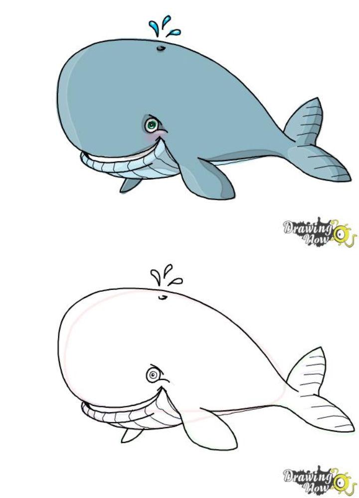 How to Draw a Whale for Kids