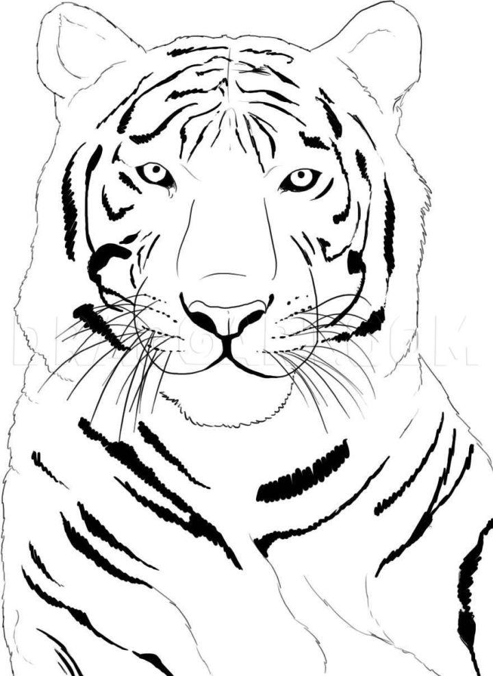 How to Draw a White Tiger