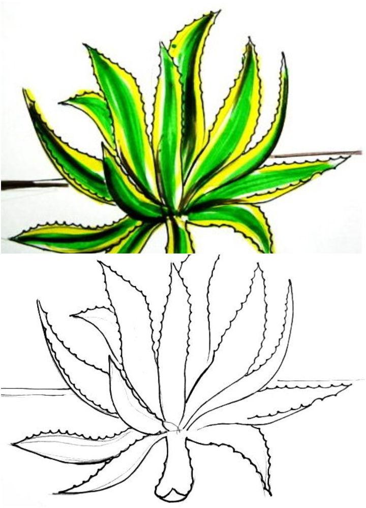 How to Draw an Agave