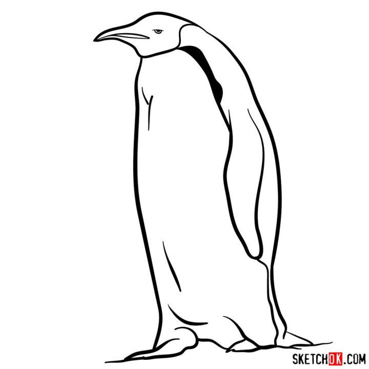 how to draw an emperor penguin