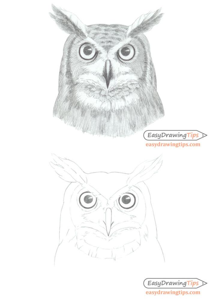 How to Draw an Owls Face and Head