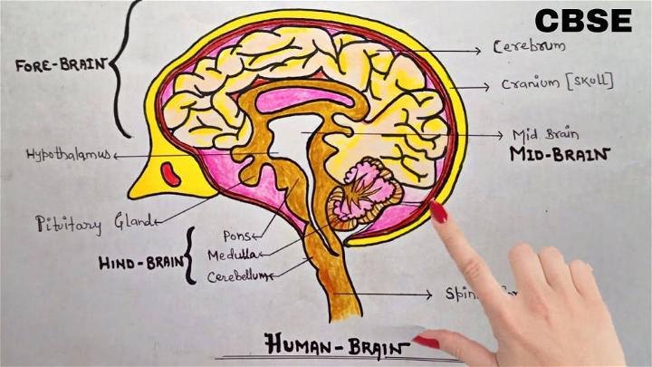 easy brain drawing