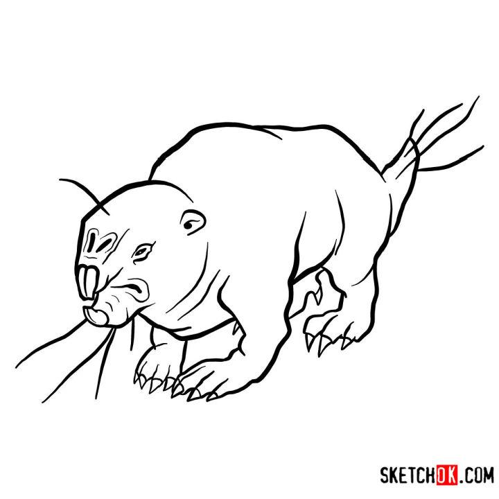 How to Draw the Mole Rat