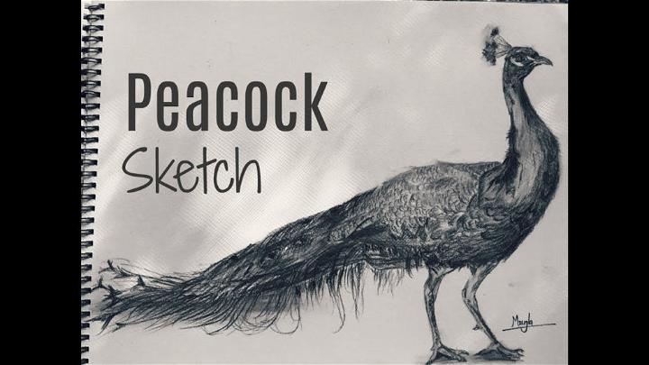 How to Sketch Realistic Peacock
