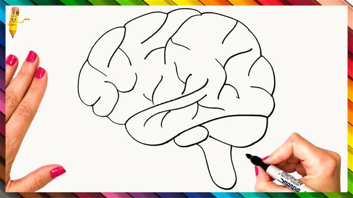 Human Brain Sketch Drawing