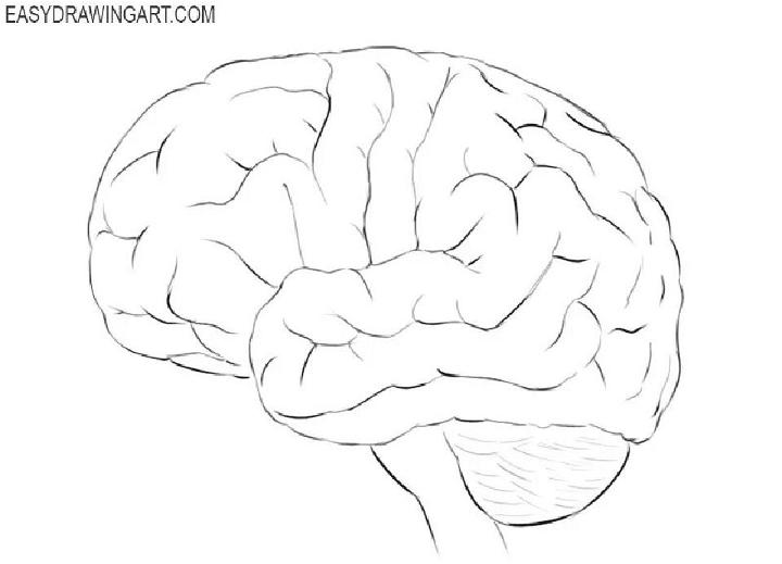 Draw a well labelled diagram of the human brain