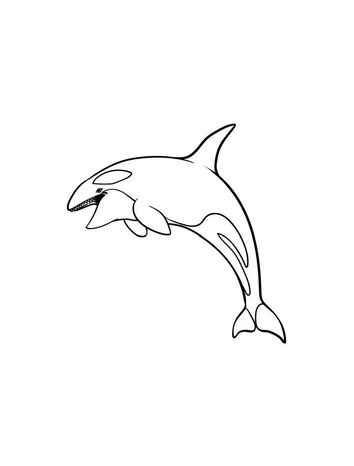 Orca Whale Drawing in Just 6 Easy Steps